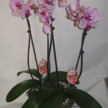 grupo orquideas